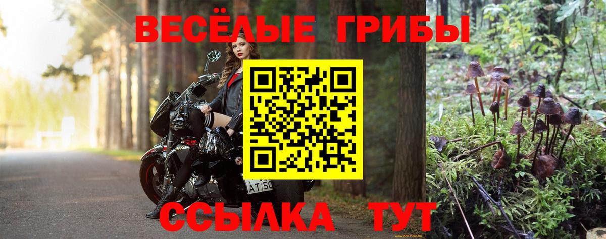 Псилоцибиновые грибы GOLDEN TEACHER  Вход с VPN  Галлюциногенные грибы Psilocybine cubensis  Сальск 